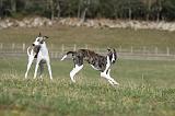 WHIPPET 325